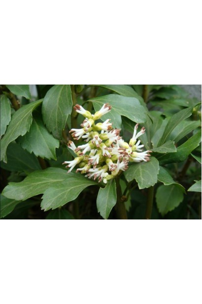 Пахізандра верхівкова Грін Шин