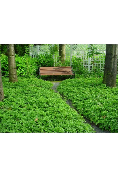 Пахізандра "Грін Шин" — ідеальний вибір для прикрашення садових доріжок.