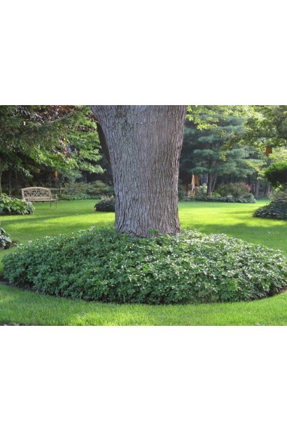 Пахізандра "Грін Шин" — зручна для укриття грунту під деревами