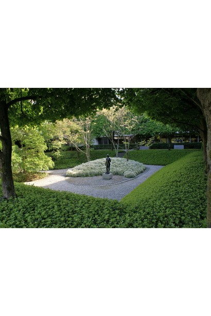 Пахізандра "Грін Шін" як чудовий фон для інших рослин