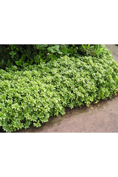 Листя пахізандри "Грін Шін" чудово виглядає в групових посадках.