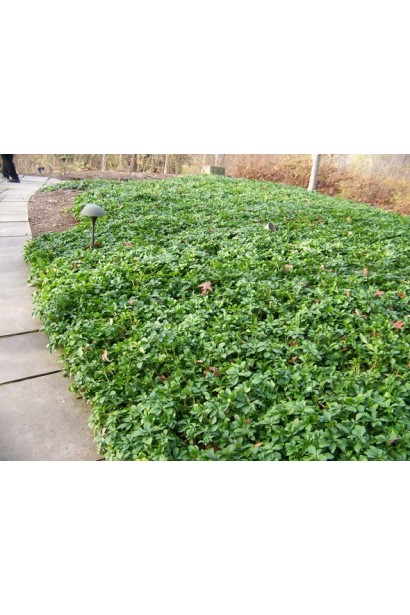 Рослина з насиченим зеленим кольором для стильного ландшафту.