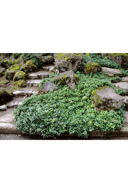 Зелені блискучі листя пахізандри "Грін Шин" додають родзинку ландшафту.