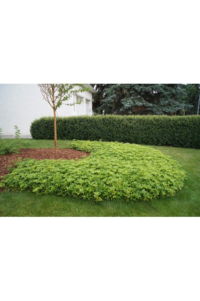 Декоративний зелений килим із пахізандри "Грін Шін"