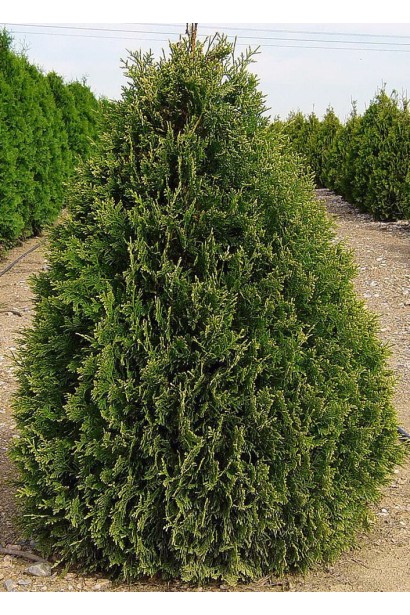 Хвоя туї Платікладус із насиченим зеленим відтінком.