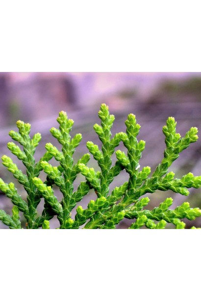 Туя східна Платікладус / Біота - хвоя