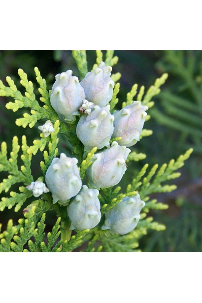 Туя східна Платікладус / Біота - маленькі шишки