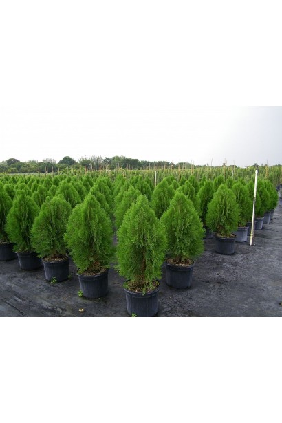 Густий кущ туї Біота для живоплоту.