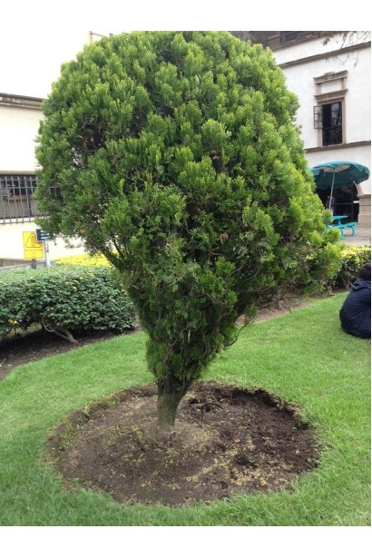 Туя східна Платікладус / Біота