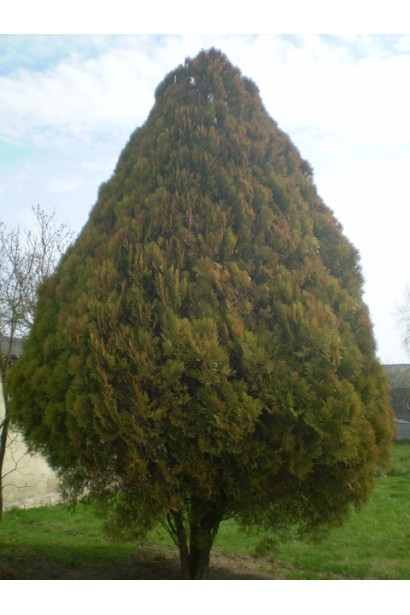 Туя східна Платікладус із густою хвоєю.