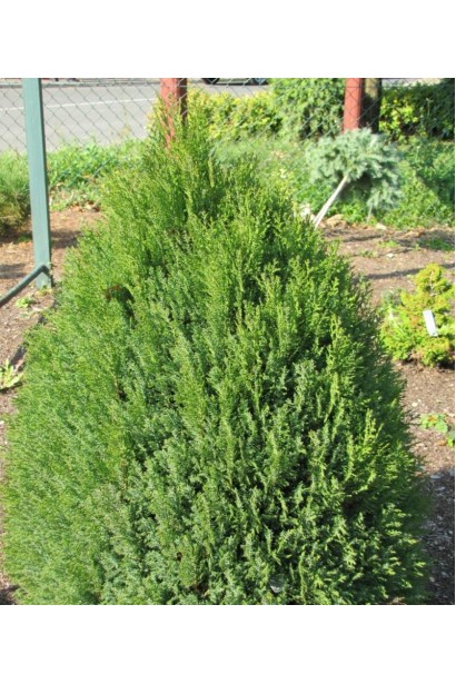 Туя Платікладус із яскраво-зеленою хвоєю.