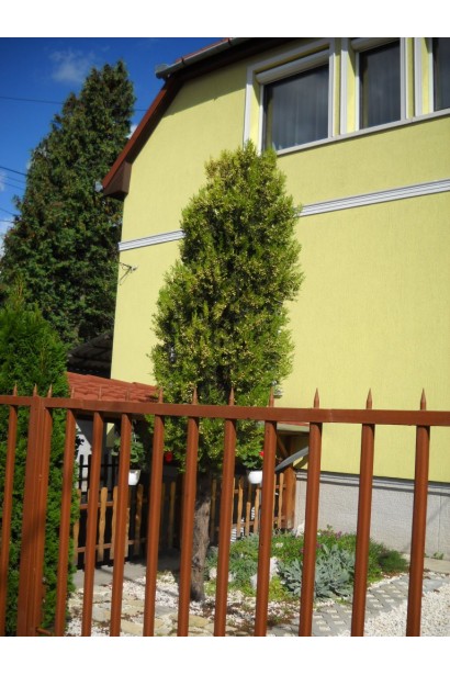 Туя східна Платікладус / Біота