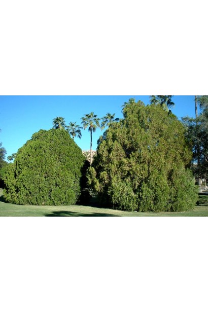 Туя східна Платікладус 