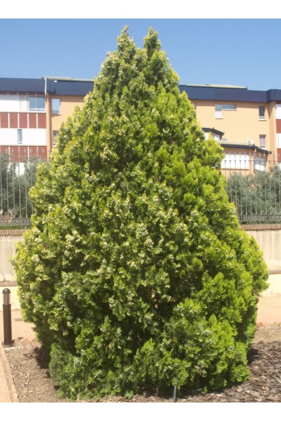 Декоративна туя Біота для ландшафту.