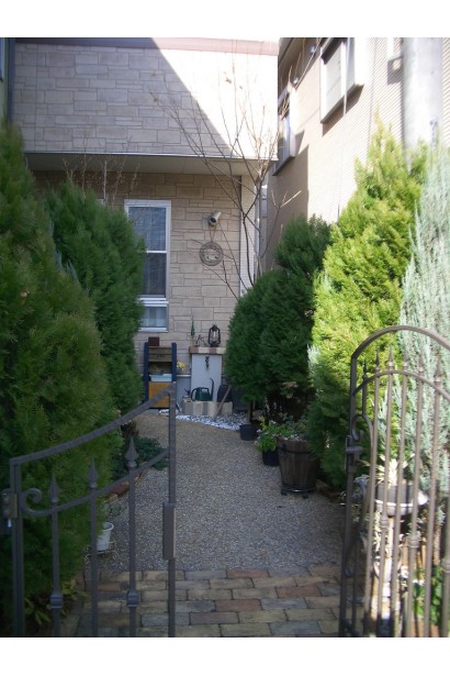 Thuja orientalis Platycladus / Biota