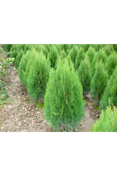 Thuja orientalis Platycladus / Biota