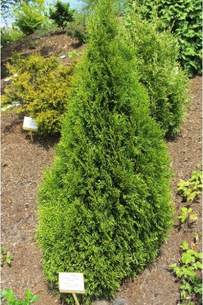 Пірамідальна туя Смарагд Вітбонт із густою структурою хвої.