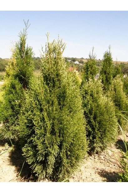 Туя Смарагд Вітбонт для елегантного оформлення ділянки.