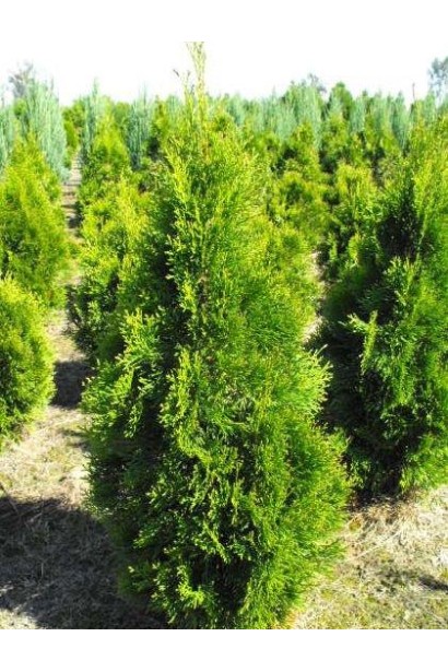 Декоративна туя Смарагд Вітбонт для яскравих акцентів у саду.