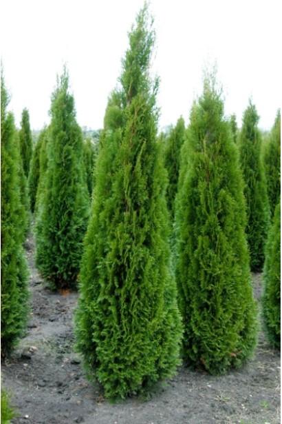 Вічнозелена туя Смарагд Вітбонт для живоплотів.