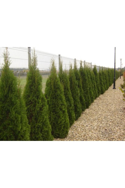 Thuja occidentalis Smaragd Witbont