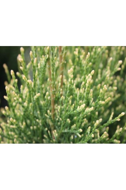 Туя Смарагд Вітбонт із ніжними кремовими вкрапленнями.