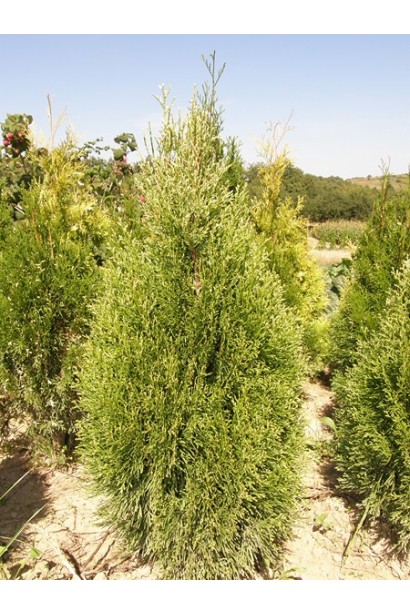 Туя західна Смарагд Вітбонт