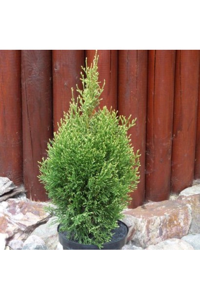 Саджанець туї Смарагд Вітбонт із кремово-зеленими відтінками.