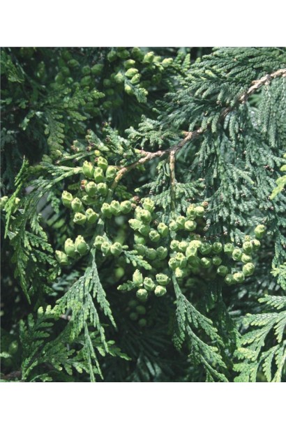 Туя західна Смарагд Вітбонт - хвоя