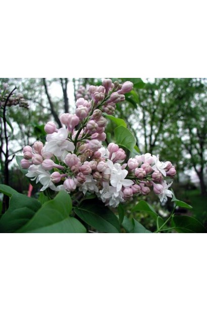 Декоративная сирень Krasawica Moskwy на клумбе