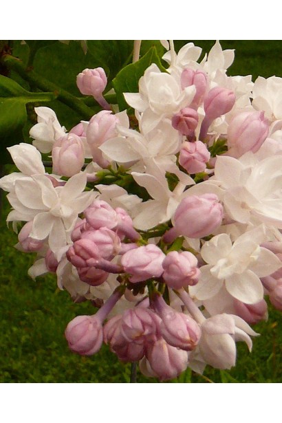 Ароматная сирень Krasawica Moskwy весеннего сезона