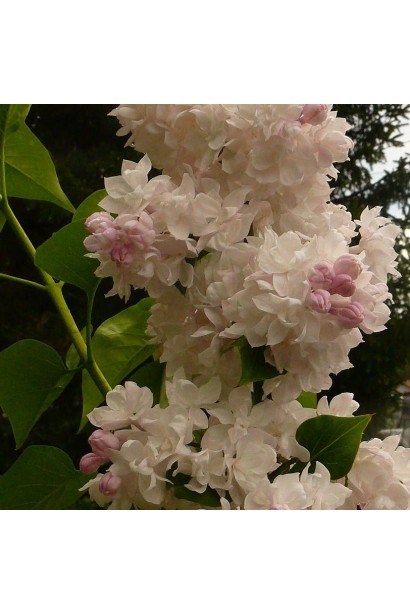 Пышные соцветия сирени Красавица Москвы