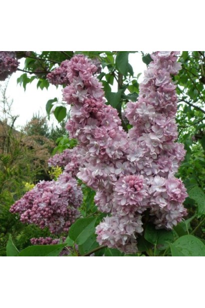 Нежно-розовая сирень Красавица Москвы