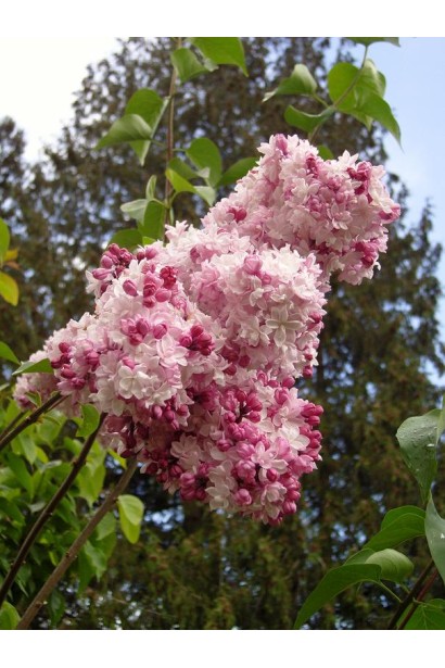 Большие соцветия сирени Krasawica Moskwy