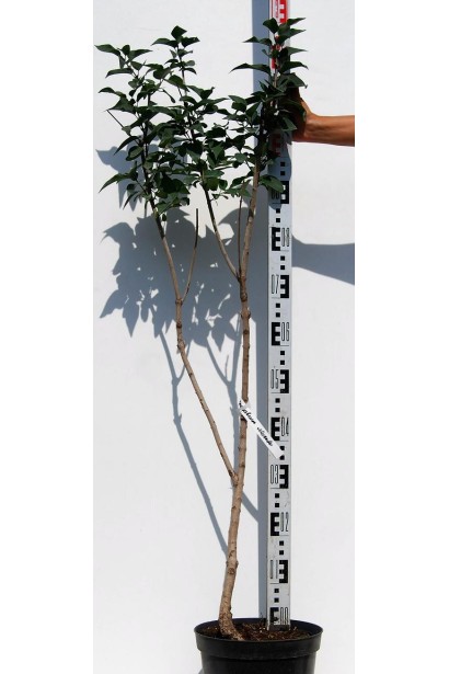 Сирень обыкновенная Красавица Москвы 