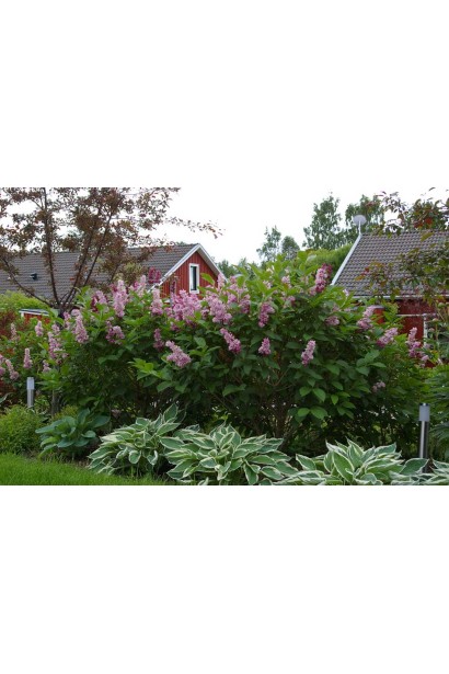 Густой куст сирени Krasawica Moskwy