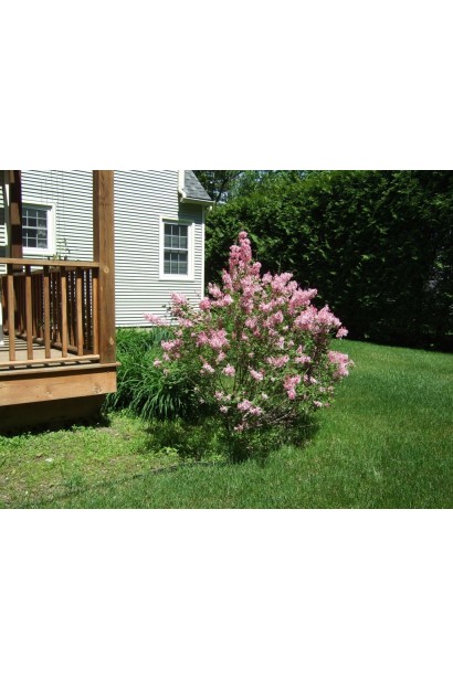 Сирень Красавица Москвы с нежными цветами