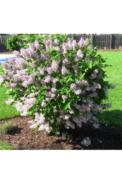 Сирень Красавица Москвы в саду