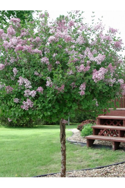 Элегантная сирень Красавица Москвы в ландшафте