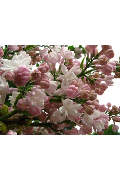 Сирень обыкновенная с бело-розовыми цветами.