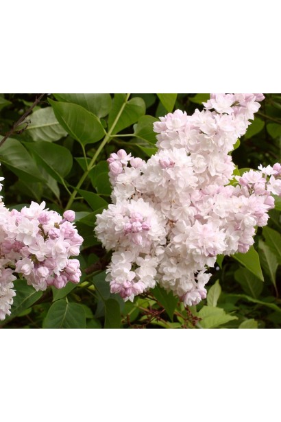 Сирень Красавица Москвы в полном цвету