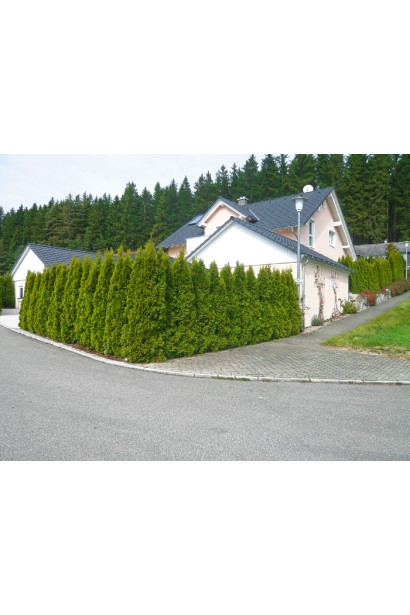 Туя західна Смарагд Лайт