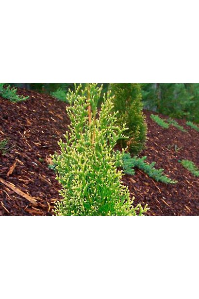 Туя західна Смарагд Лайт