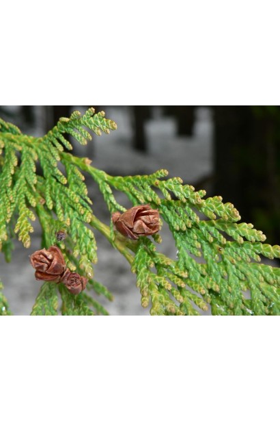 Туя західна Смарагд Лайт - хвоя