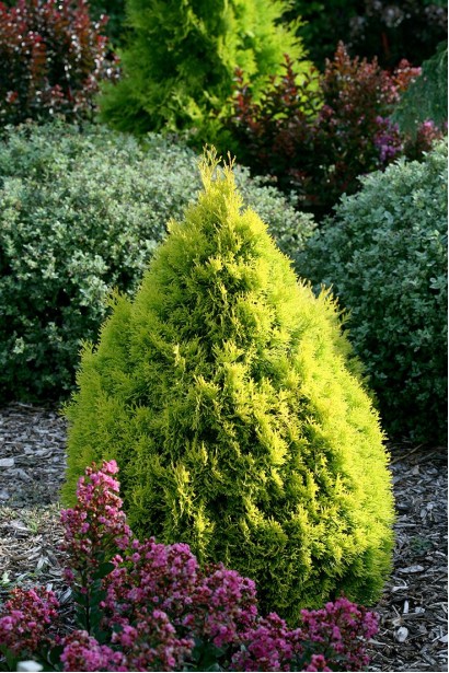 Світла туя Смарагд Лайт із густою текстурою хвої.