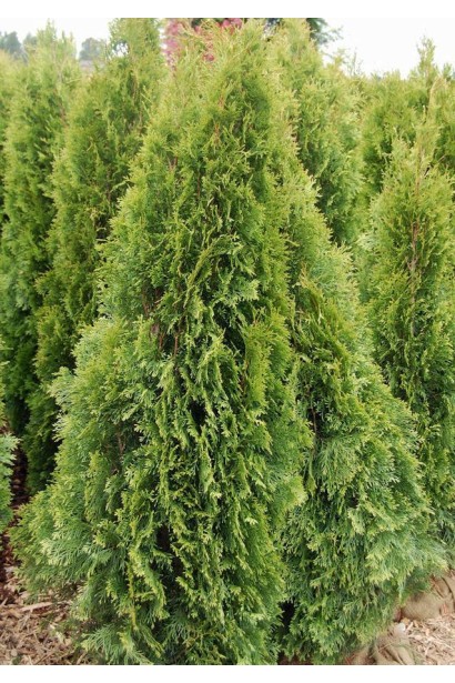 Елегантна туя Смарагд Лайт для живоплоту.