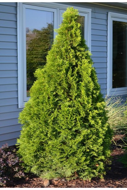 Туя Смарагд Лайт із яскравою світло-зеленою хвоєю.