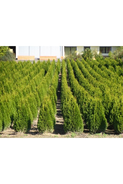 Струнка пірамідальна туя Смарагд Лайт