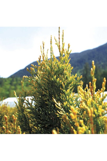 Світло-зелена туя Смарагд Лайт для декоративного саду.