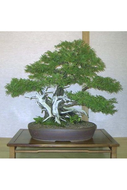 Туя західна Смарагд Лайт - бонсай